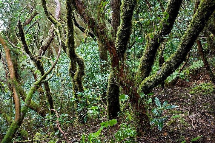 Excursión privada VIP a las montañas y la selva de Anaga en Tenerife