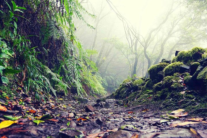 Maravillosa caminata por el Bosque Mágico de Tenerife
