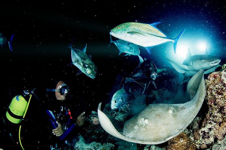 PADI Night Diver Especialidad en Puerto de Mogan