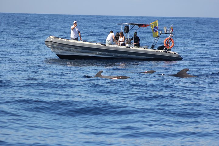 Tour de observación de ballenas y ciencias marinas