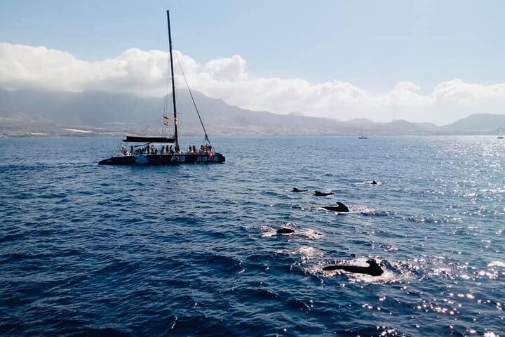 Catamarán de Avistamiento de Ballenas en Costa Adeje (Incluye bebidas y Bocadillo)