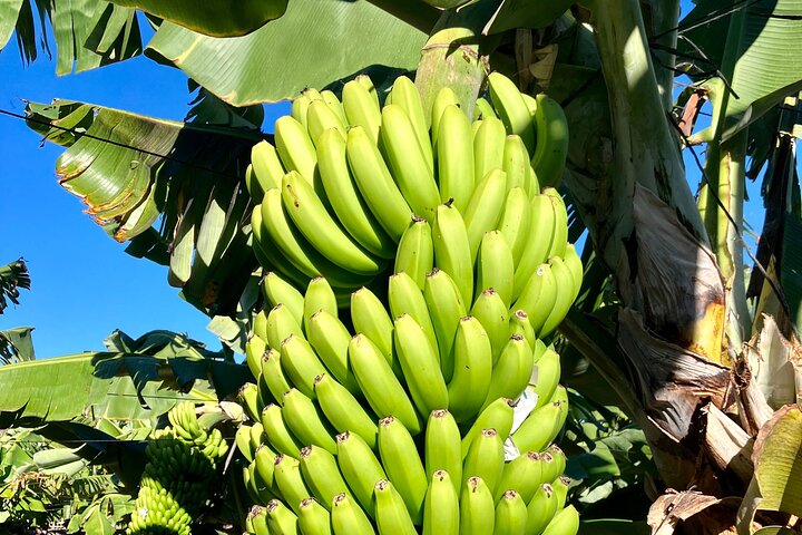 Eco banana farm Tour