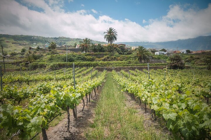 Tour Sabores de Tenerife Vino y Cultura
