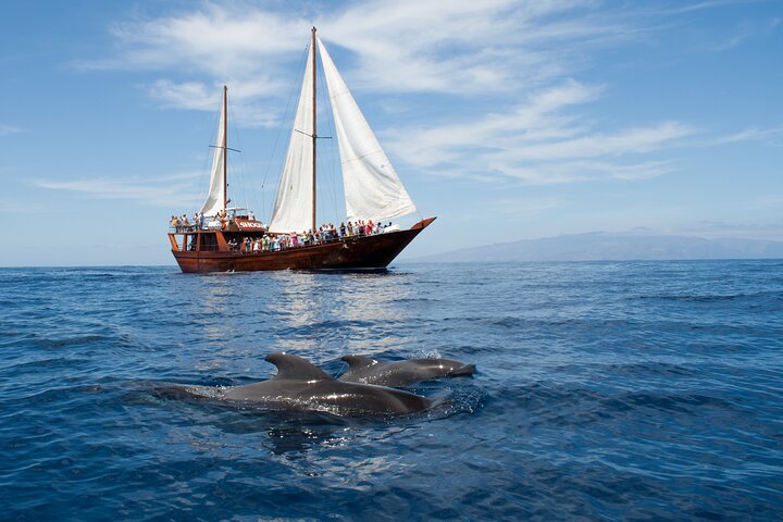 Tenerife: Ballenas y Delfines con Comida y Baño en Los Gigantes