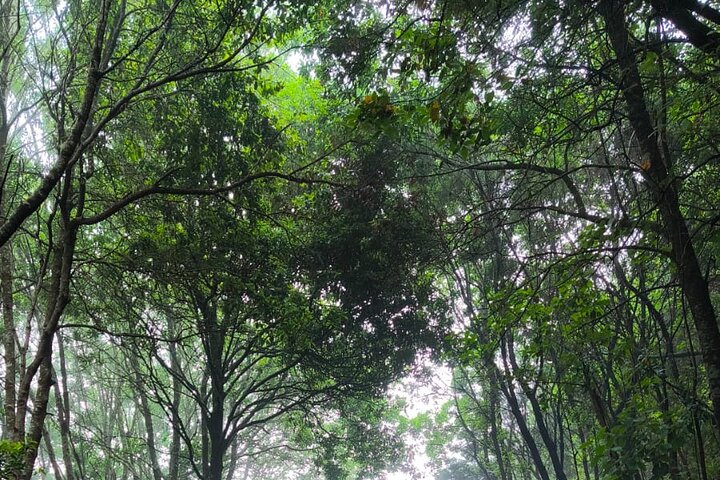 ANAGA: Vip tour : Bosques, Cumbres y Mar.