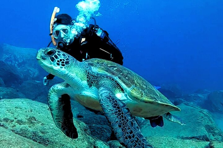 Tenerife Buceo por primera vez – Hábitat de tortugas, grupos pequeños