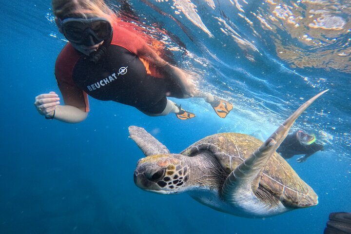 Tour de snorkel en Tenerife en hábitat de tortugas