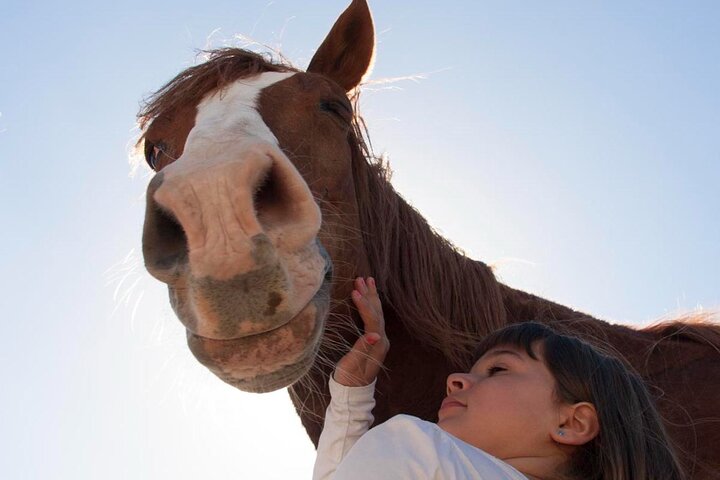 Experiencia Transformadora con Caballos Conecta y Disfruta