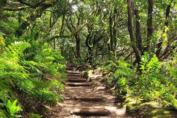 Senderismo circular por la Sierra de Anaga en Tenerife en el bosque de laurisilva