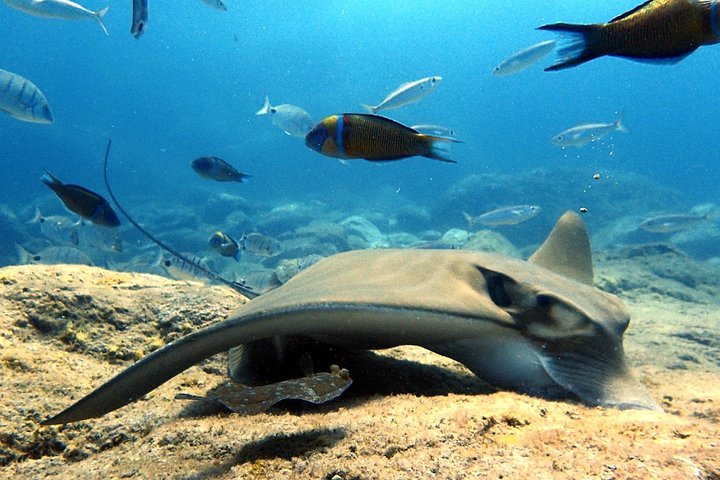 Descubre el buceo: ¡pruébalo por primera vez!